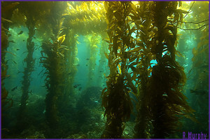 KelpForest1